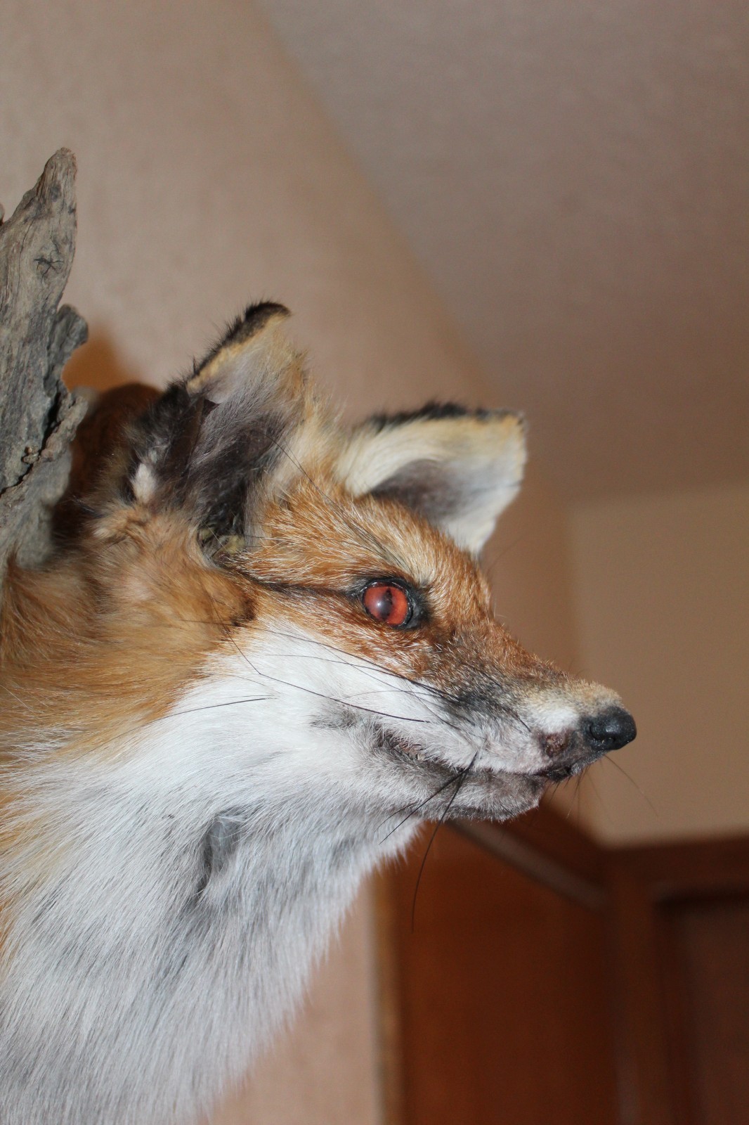 New Fox Head Mount Taxidermy Whitetail Deer Antler Mule Wolf Hunt