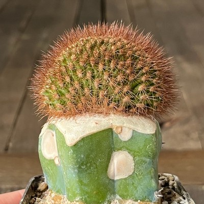 A17-4262 Haageocereus versicolor f. cristata, grafted