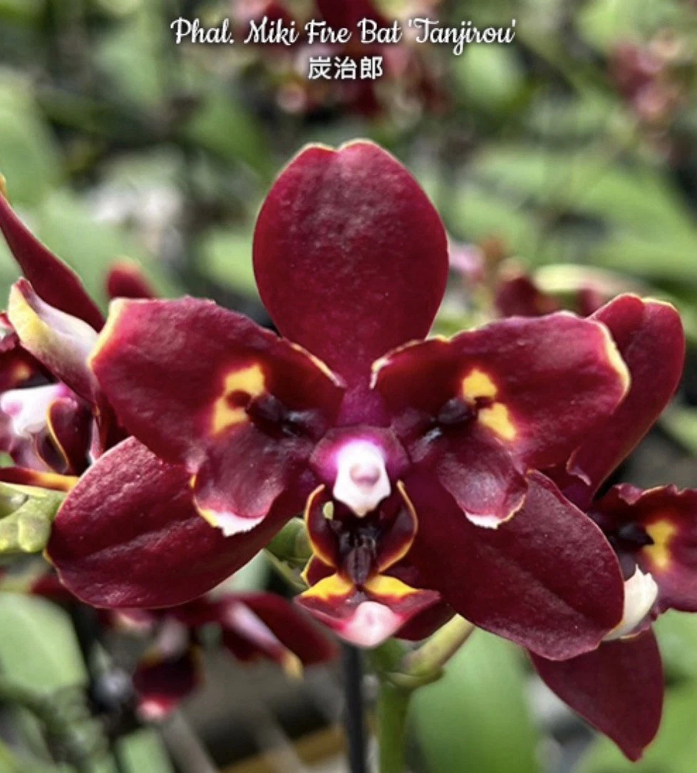 蝴蝶兰兰花| eBay