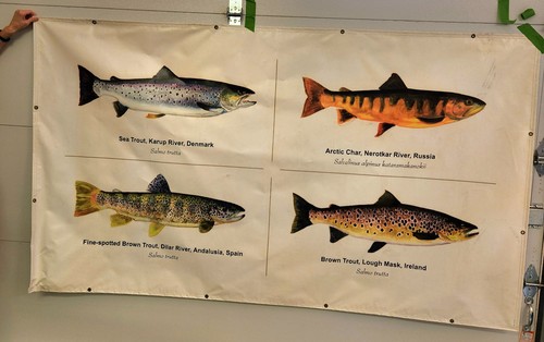 VERY RARE VINTAGE 80s Oxford University England Trout Fish Teaching Sign 8x4 FT