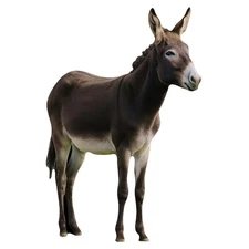 Nativity Donkey Cardboard Cutout, Christmas Life Size Stand Ups, Large Donkey...