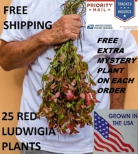 25 red ludwigia live aquarium plants aquascaping planted tank pond easy beginner