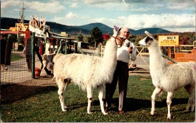 Lake Placid NY postcard MAN FEEDING REGAL LLAMAS ALASKA FUR & GAME j/13 BB2478