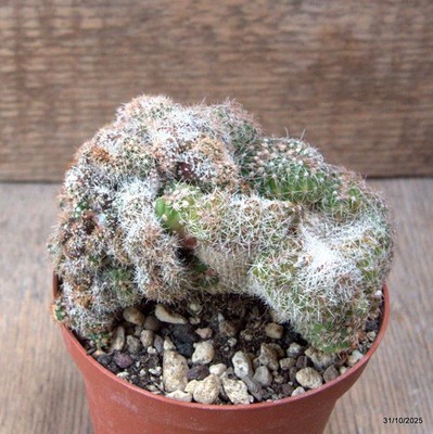 D7262 NOTOCACTUS UEBELMANNIANUS CRESTED pot10-H7-W11 cm MaMa Cactus