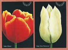 Canada # UX128 - set of 4 postal cards unused - Tulips (#1946a-d)