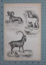 1880 PRINT SHEEP & GOATS OVIS AMMON BIG HORN IBEX 