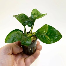 ANUBIAS BARTERI BUTTERFLY 1 POT- Aquatic Live Plants FREE SHIPPING!!!!!!!