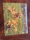 Hautman Brothers Collection Dogs — photo 5