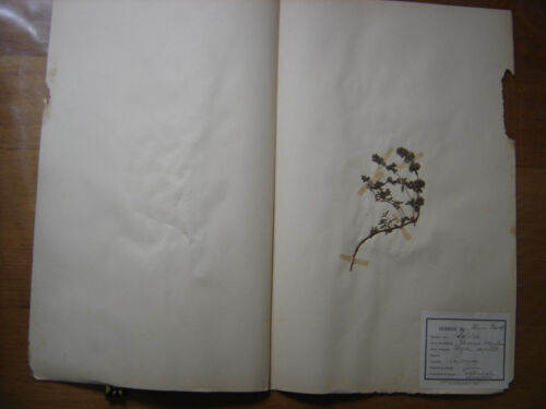 1936 HERBIER de Cote d'Or Herbarium Planche Naturelle thym serpolet - Afbeelding 1 van 1