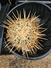 E. Xeranthemoides Cactus, 6" W, 12” T