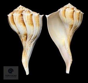Sinistrofulgur sinistrum – 203.2 mm Lightning Whelk
