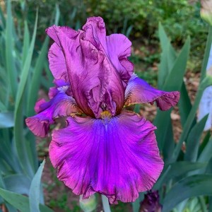 Tall Bearded Iris Rhizome "CANTINA"  Monty Byers  1990