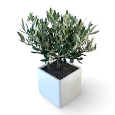 Piantina Di ulivo in vaso di Ceramica bianca quadrato Ø15cm