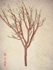 6 Fresh-Cut RED Manzanita Branches for Vertical Centerpieces *SIX!* 16"-20" 