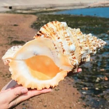 Large Natural Frog Shell Conch Large Seashell Rare Real Beach Home Deco 9-12"