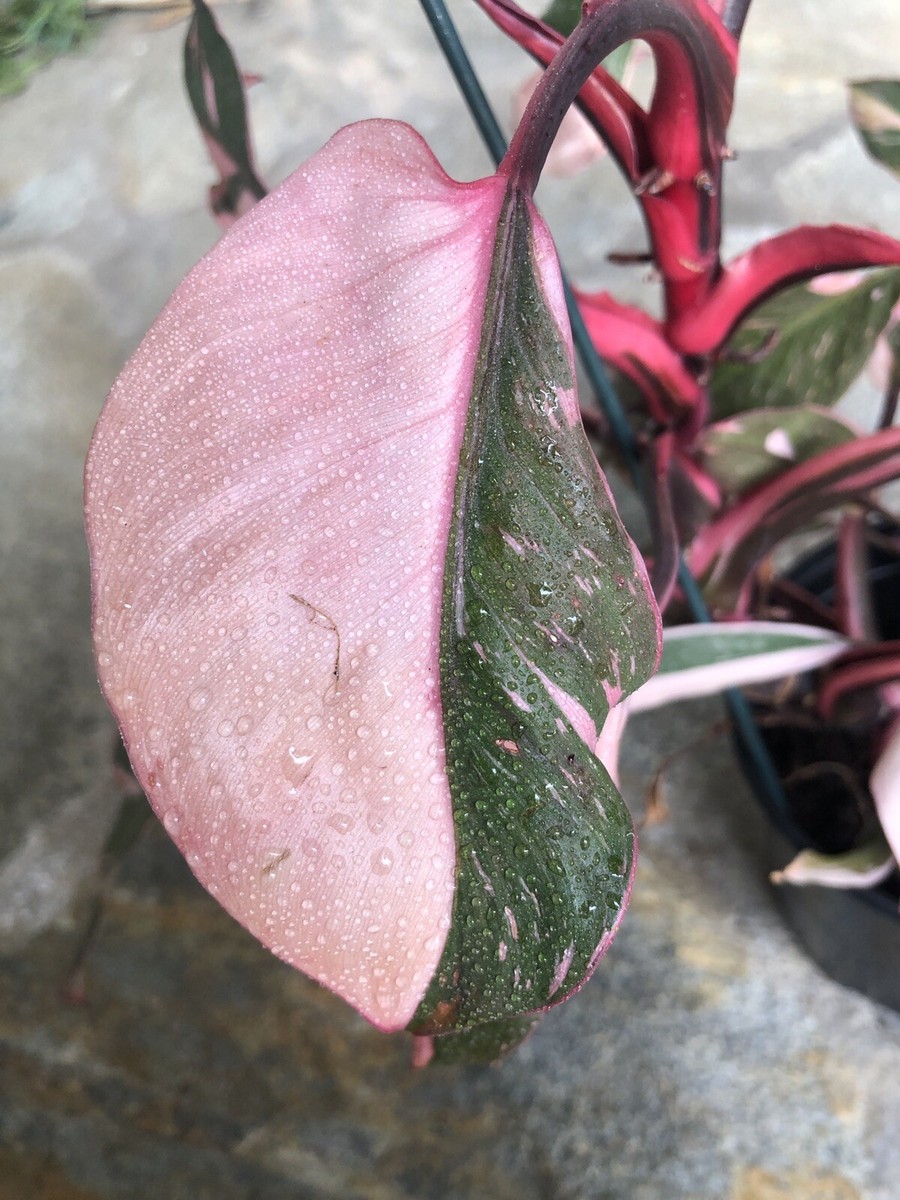 その他観葉植物 philodendron pinkprincess mutation Philodendron Pink Princess Mutation Variegated – Rare