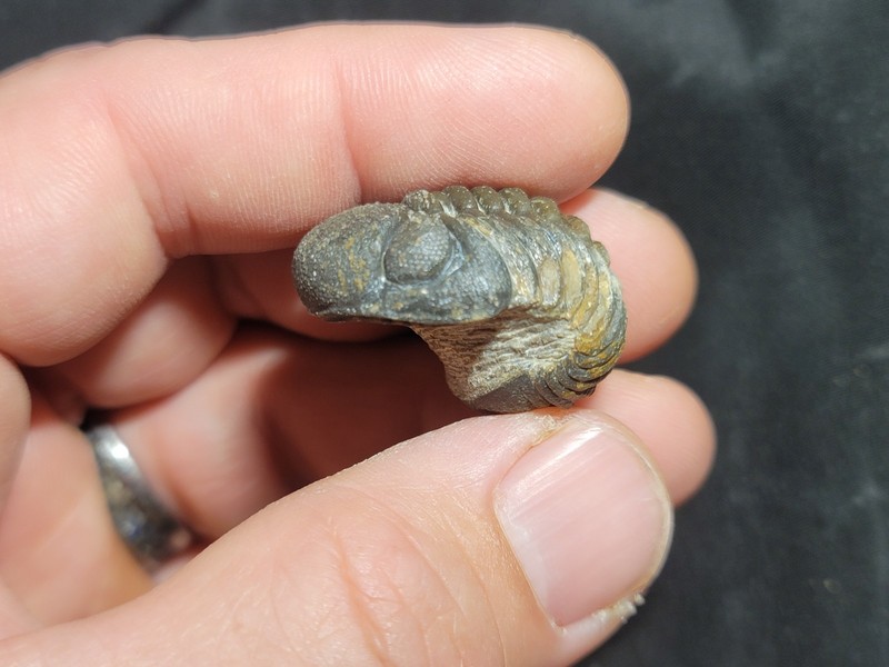 Nice Large rolled Phacops Barrandeops Trilobite fossil Devonian of Morocco 