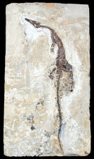 Perm  Mesosaurus tenuidens  Kompletter Saurier Fossil 24 cm (!)  Brasilien  47-3
