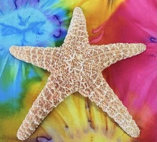 Beautiful Starfish Giant 12” Real Sea Star Beach Nautical Décor Shells