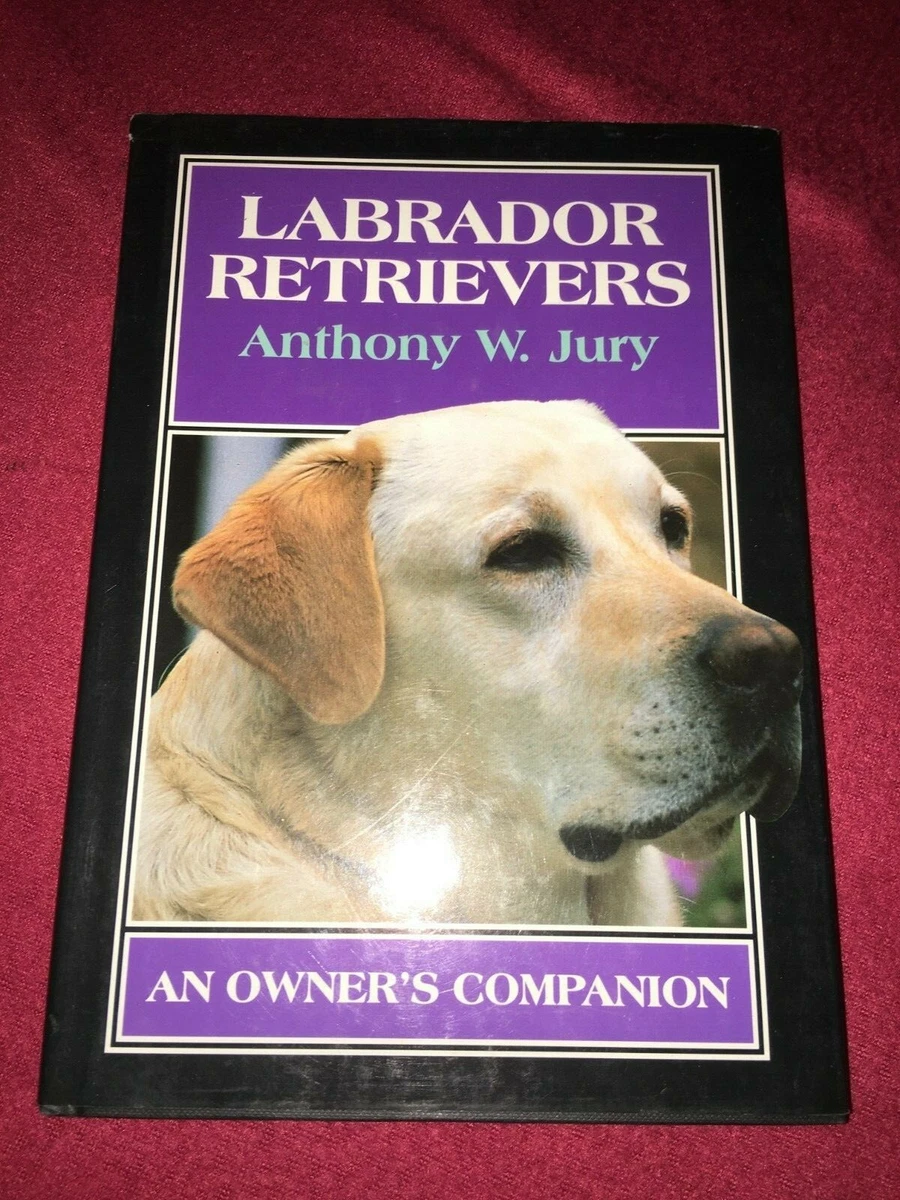 Best companion for a cheap labrador