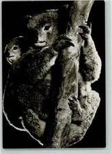 39164748 - Kaola Australian Animal