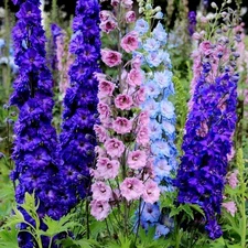 Delphinium Annual Tall Seed Mix 100+ Seeds Multicolor Larkspur Mixed Colors