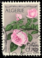ALGERIA 413 - Garden Roses "Rosa odorata" (pb67184)