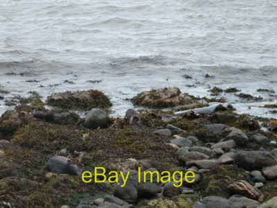 Foto 6x4 Otter genießt Mittagessen auf dem Sound of Islay Gleann Choireadail W c2007