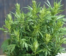1000+ Mugwort Seeds (Artemisia vulgaris) | Medicinal Culinary Perennial Herb USA