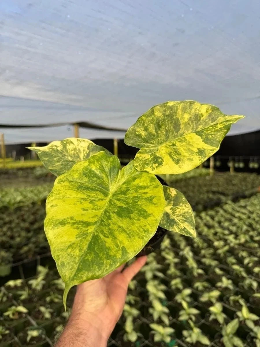 Variegated Alocasia Macrorrhiza Aurea | Rare Golden Elephant Ear in 6" Pot