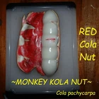 ~RED KOLA NUT~ Cola pachycarpa Monkey Cola Nut RARE AFRICAN Live Sml potd Plant