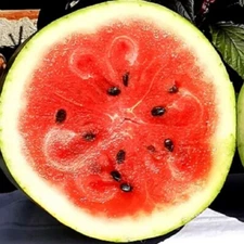 Moon and Star Watermelon Seeds | Heirloom Watermelon Seeds | NON-GMO Seeds
