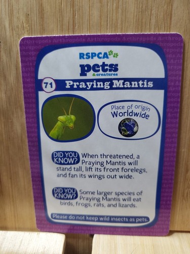 RSPCA Pets ๐ #71 PRAYING MANTIS Trading Card ๐FREE POST - Picture 2 of 2