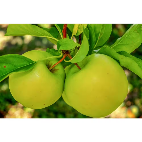 3 Ft. Granny Smith Apple Tree with Tart Green Fruit Best for Baking - Picture 9 of 12