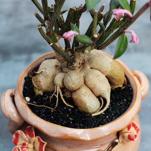 Monadenium montanum-Euphorbia pekinensis-Succulent cactus Root tuber Plants - Picture 1 of 4