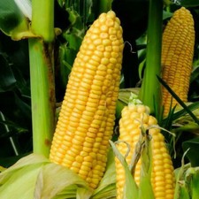 Honey Select Triple Sweet Corn Seeds - 1 Pound BULK Untreated Seed Yellow 2025