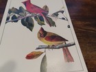 Vintage 4 James Audubon Bird of America cardinal mallard blue jay crossbill coll — photo 2