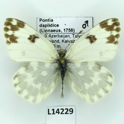 Pieridae, Pontia daplidice, male, A1, Azerbaijan