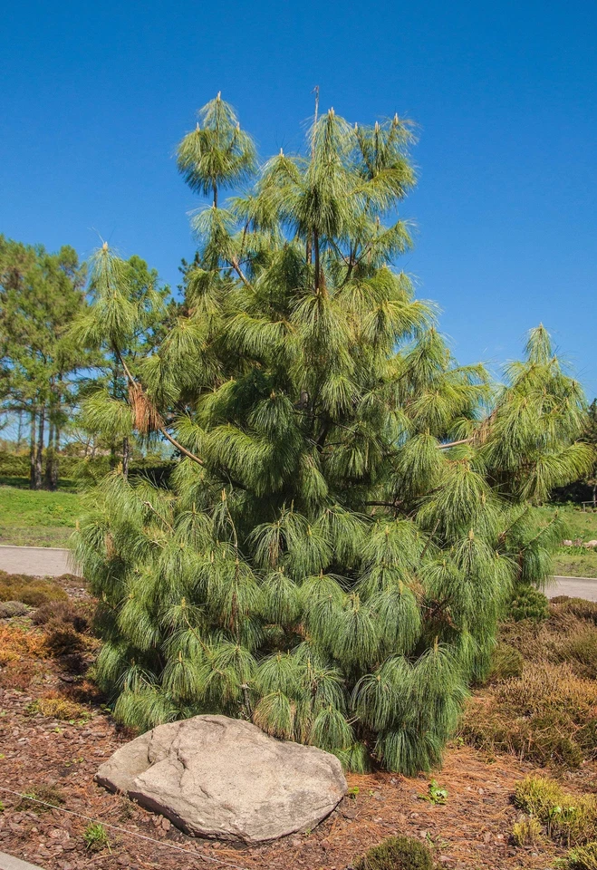 30 MEXICAN WEEPING PINE TREE Evergreen Pinus Patula Seeds *Flat S/H - Image 3 of 4