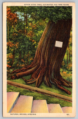 c1940s Natural Bridge Virginia Arbor Vitae Tree Marken Bielefeld Postcard