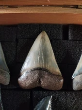 Beautiful 2 3/16" Fossil Great White Shark Tooth From SC Not Megalodon No Restor