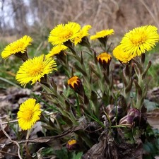 COLTSFOOT - TUSSILAGO FARFARA 25+ SEEDS E 445