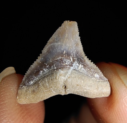¡¡INCREÍBLE AMONITA!! FÓSIL DE DIENTE DE TIBURÓN SEDOSO DE JAVA, INDONESIA, 15 MM ST.006 - Imagen 2 de 4