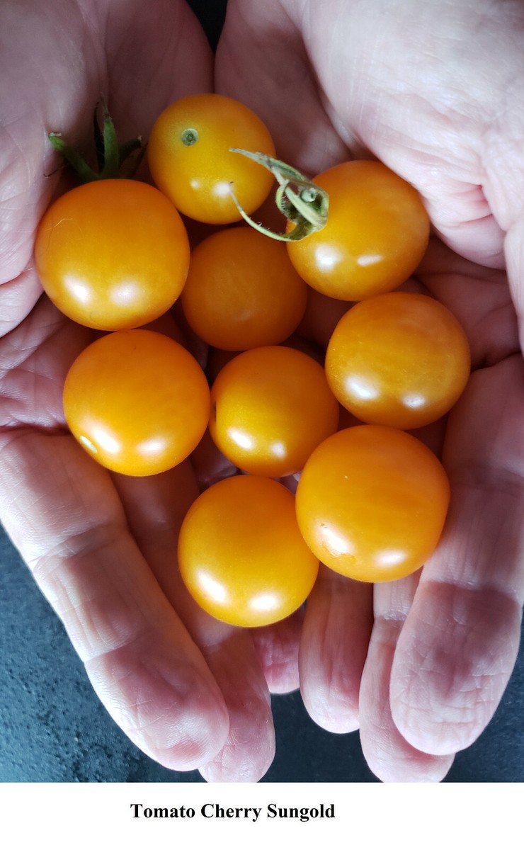 Seeds Tomato Sungold Tomate Cherry F1 Super Sweet 15-20 gm +