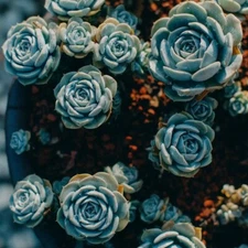 100pcs Blue Midnight Oil Succulents Witchford Lithops Seeds Garden plant