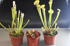 Fleischfressende Pflanzen, Dionaea, Sarracenia flava, Sarracenia leucophylla