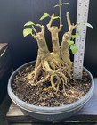 Gmelina Philippensis Parrot’s Beak bonsai Large base Three trunk planting — photo 6