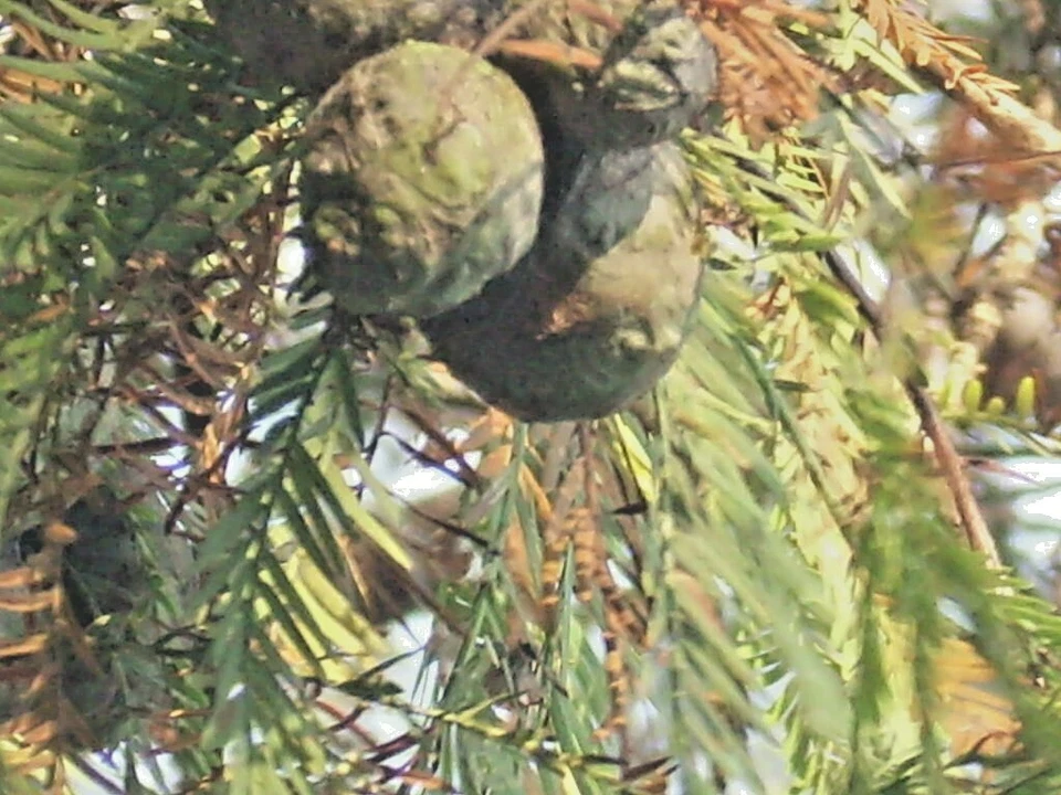 15 BALD CYPRESS SEEEDS - Taxodium distichum - Image 3 of 4