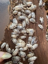 40 Dairy Cow Isopods Porcellio Laevis 