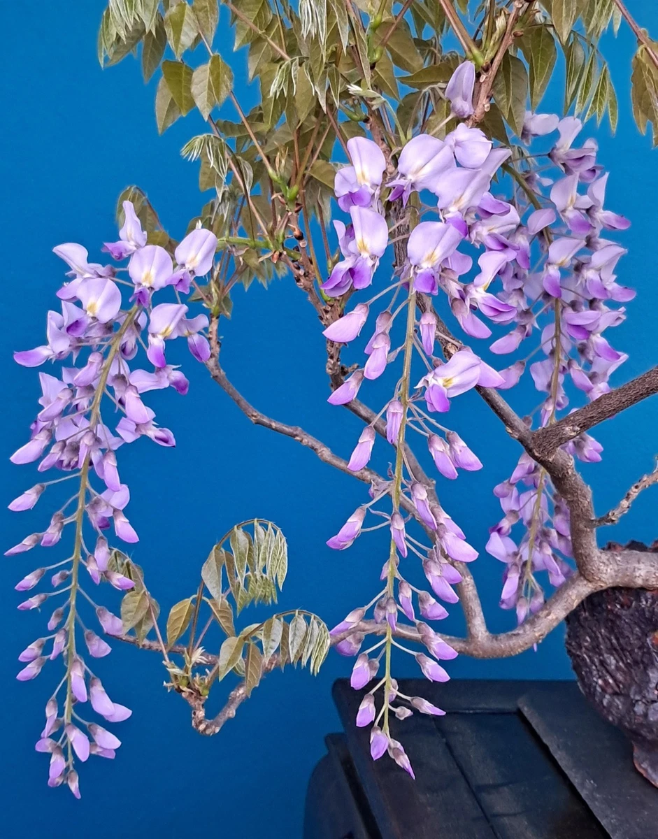 blauregen austrieb Chinesischer Blauregen auf Stamm - Wisteria sinensis main image 1